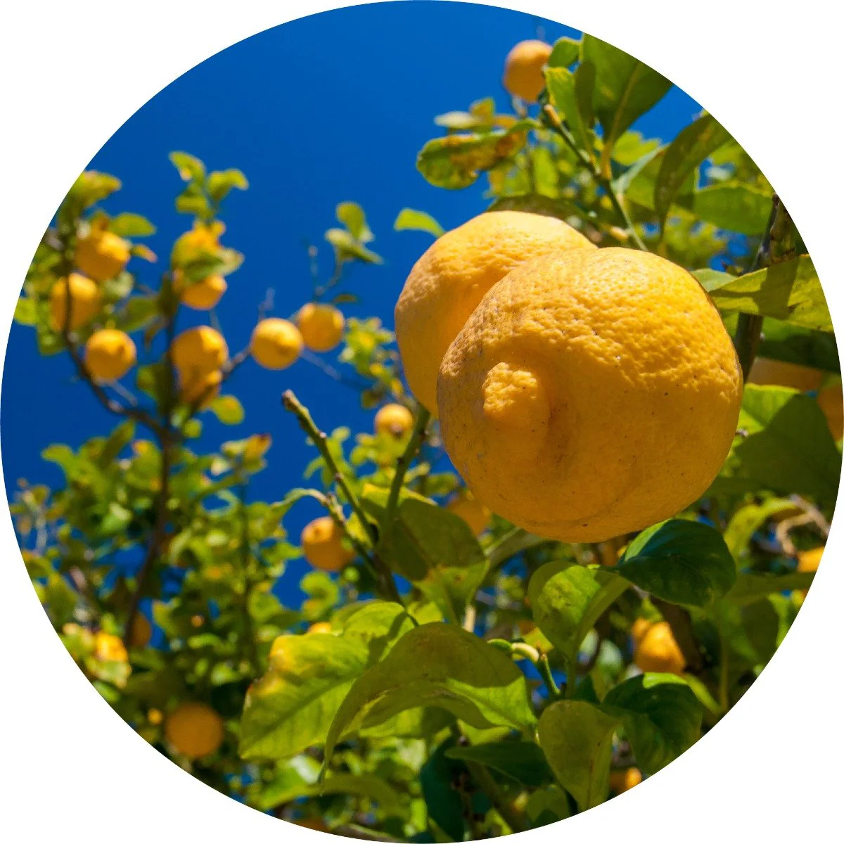 Our Top 10 Essential Oils